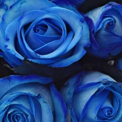Kytice 21 modrých růží BLUE SNOWSTORM+ 40cm