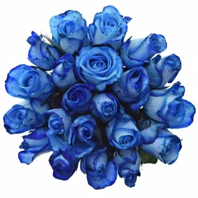 Kytice 21 modrých růží BLUE SNOWSTORM+ 70cm