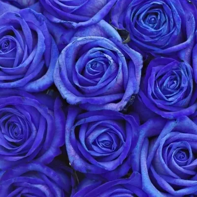 Kytice 21 modrých růží BLUE VENDELA
