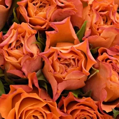 Kytice 21 oranžových růží AMINA
