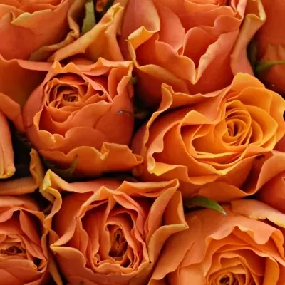 Kytice 21 oranžových růží ARANCIO 40cm
