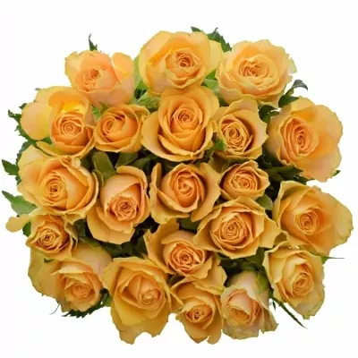 Kytice 21 oranžových růží CANDID PROPHYTA 50cm