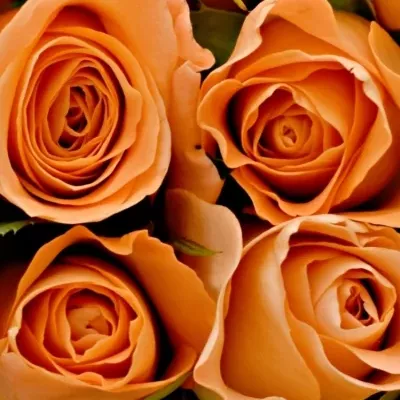 Kytice 21 oranžových růží CHELSEA 40cm