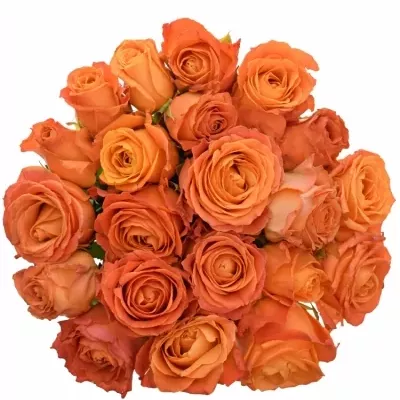Kytice 21 oranžových růží CLARENCE+ 60cm