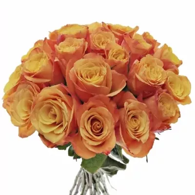 Kytice 21 oranžových růží CONFIDENTIAL 35cm