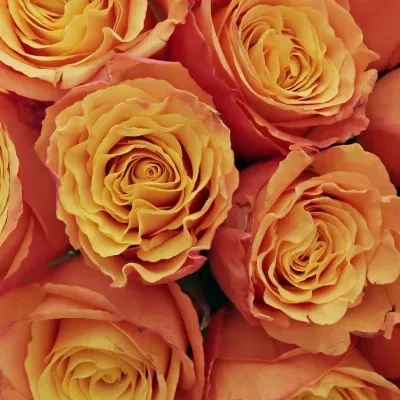 Kytice 21 oranžových růží CONFIDENTIAL 35cm