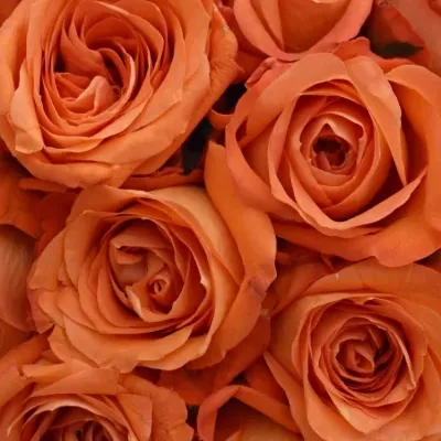 Kytice 21 oranžových růží COPACABANA 50cm