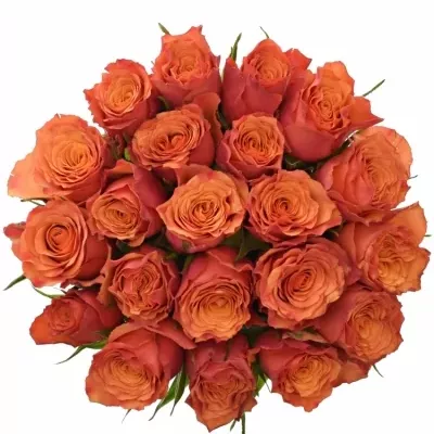 Jednodruhová kytice 21 oranžových růží DEVOTED 50 cm