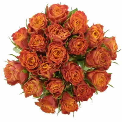 Kytice 21 oranžových růží ESPRESSO 40cm