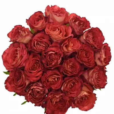 Kytice 21 oranžových růží FINE WINE 40cm