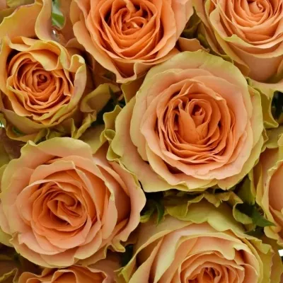 Kytice 21 oranžových růží FLORENTINE