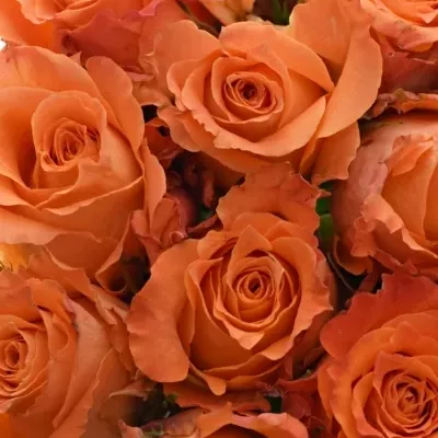 Kytice 21 oranžových růží JULISCHKA 40cm