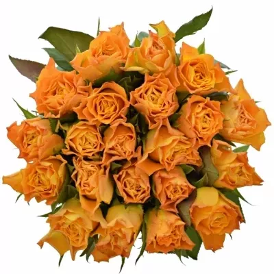 Jednodruhová kytice 21 oranžových růží MARIE-CLAIRE! 50 cm
