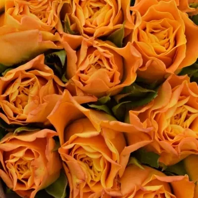 Kytice 21 oranžových růží MARIE-CLAIRE! 60cm