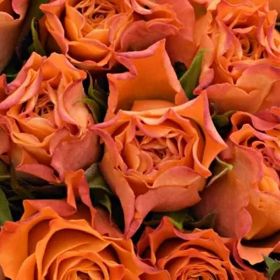 Kytice 21 oranžových růží MARIYO! 50cm