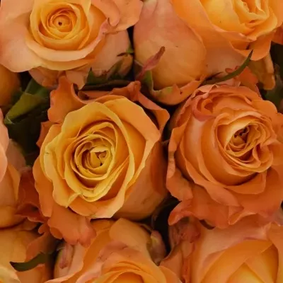 Kytice 21 oranžových růží MONALISA 50cm