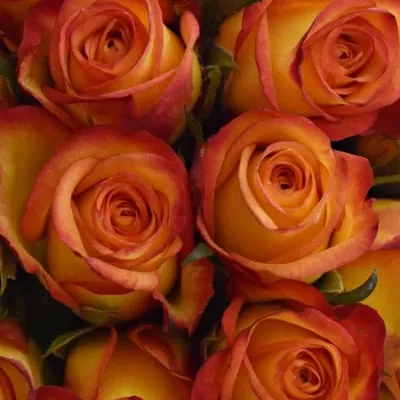 Kytice 21 oranžových růží OUTLAW! 40cm