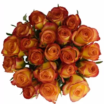 Kytice 21 oranžových růží OUTLAW! 40cm