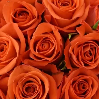 Kytice 21 oranžových růží PATZ 40cm