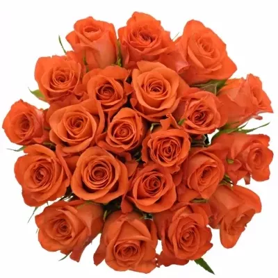 Kytice 21 oranžových růží PATZ 60cm