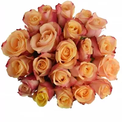 Jednodruhová kytice 21 oranžových růží PEBBLES 50 cm
