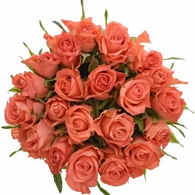 Kytice 21 oranžových růží SIMBA 50cm
