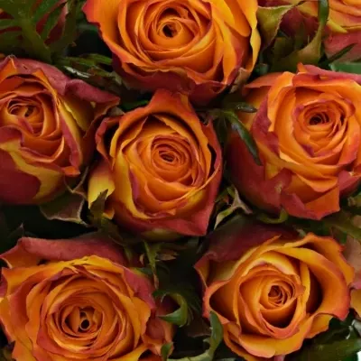 Kytice 21 oranžových růží SOMBRERO 40cm