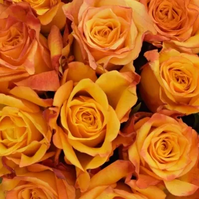 Kytice 21 oranžových růží TIEBREAK 60cm