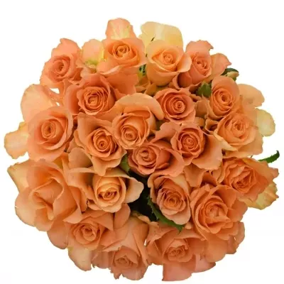 Kytice 21 oranžových růží TRIXX! 40cm