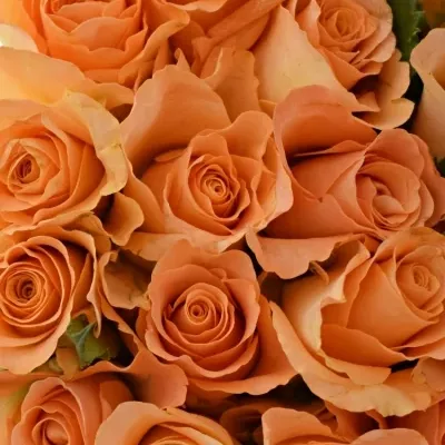 Kytice 21 oranžových růží TRIXX!