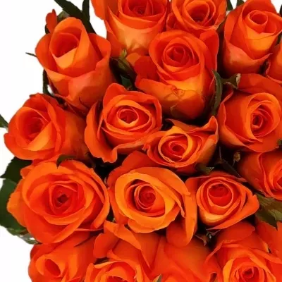 Kytice 21 oranžových růží TROPICAL AMAZONE