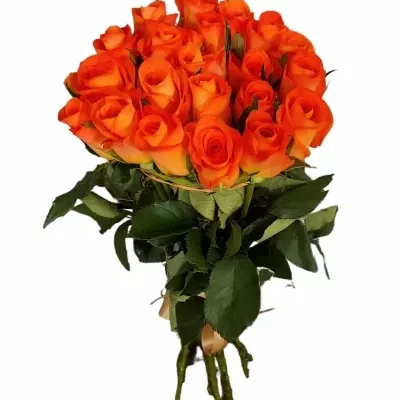 Kytice 21 oranžových růží TROPICAL AMAZONE