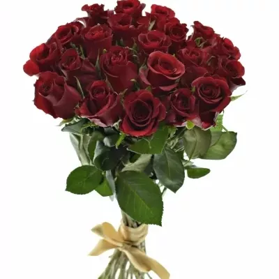 Kytice 21 rudých růží BURGUNDY 50cm 