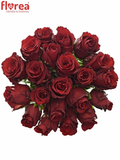 Kytice 21 rudých růží EXPLORER 70cm