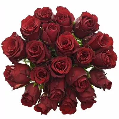 Kytice 21 rudých růží EXPLORER 80cm