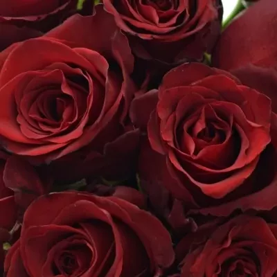 Kytice 21 rudých růží EXPLORER 60cm