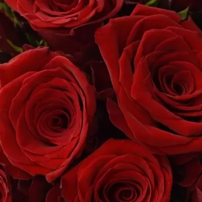 Kytice 21 rudých růží INCREDIBLE 60cm