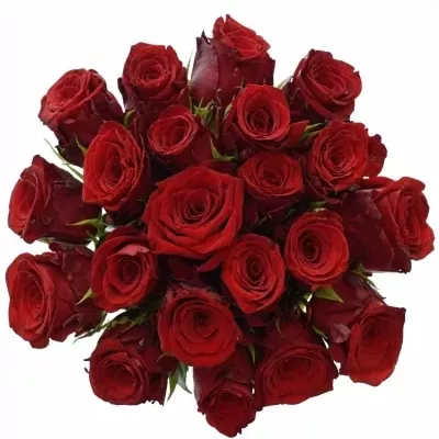 Kytice 21 rudých růží INCREDIBLE 60cm