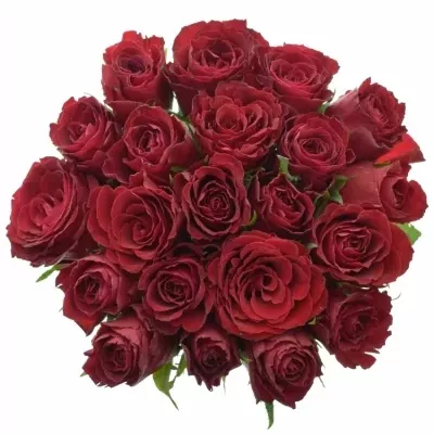 Jednodruhová kytice 21 červených růží MADAM RED 60 cm