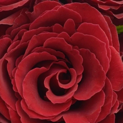 Kytice 21 rudých růží MADAM RED 35cm