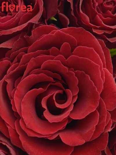 Kytice 21 rudých růží MADAM RED 35cm
