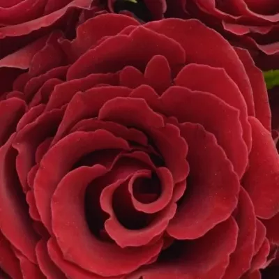 Kytice 21 rudých růží MADAM RED 35cm