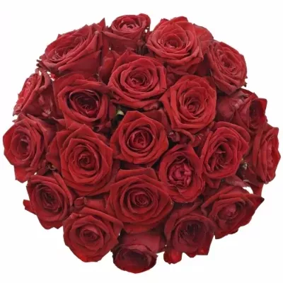 Jednodruhová kytice 21 červených růží RED NAOMI! 60 cm