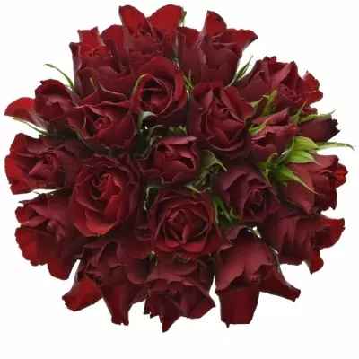 Kytice 21 rudých růží RED TIFFANY 70cm