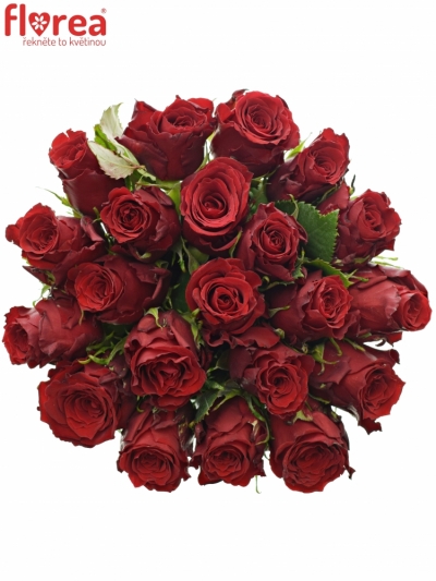 Kytice 21 rudých růží RED TORCH 40cm