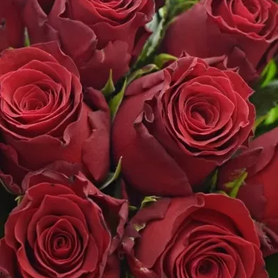 Kytice 21 rudých růží RHODOS