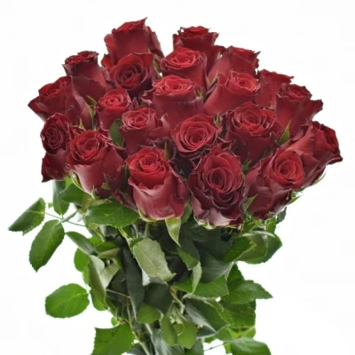 Kytice 21 rudých růží RHODOS