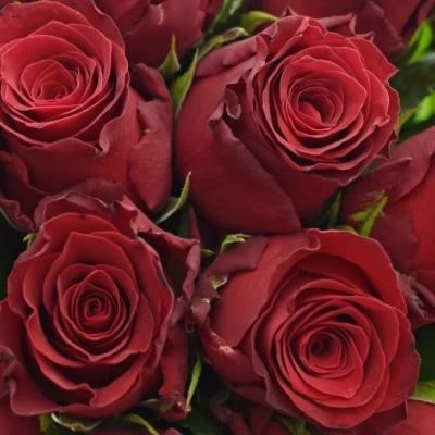 Kytice 21 rudých růží RHODOS