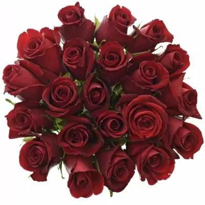 Kytice 21 rudých růží THUNDER 70cm