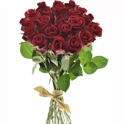 Kytice 21 rudých růží THUNDER 60cm